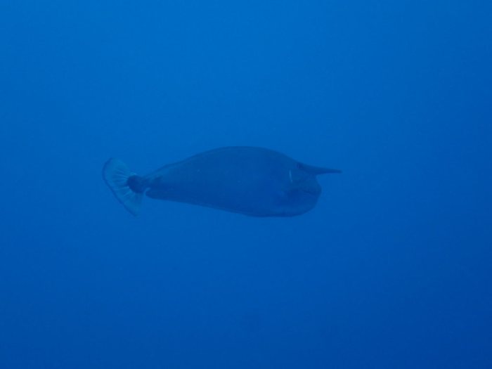 Naso brevirostris