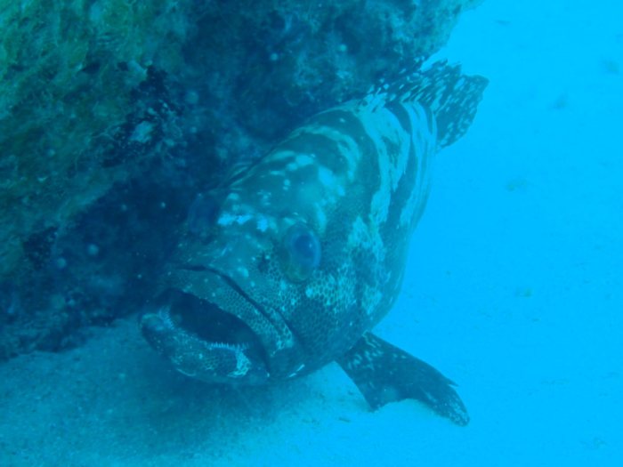 Epinephelus polyphekadion