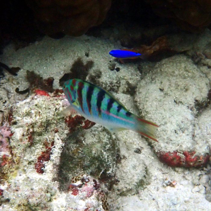 Thalassoma hardwicke