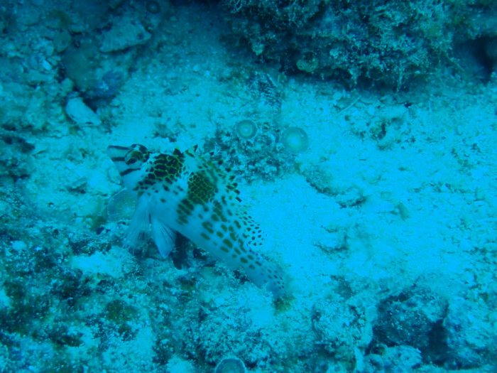 Cirrhitichthys falco