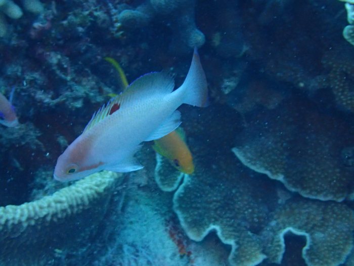 Pseudanthias hypselosoma