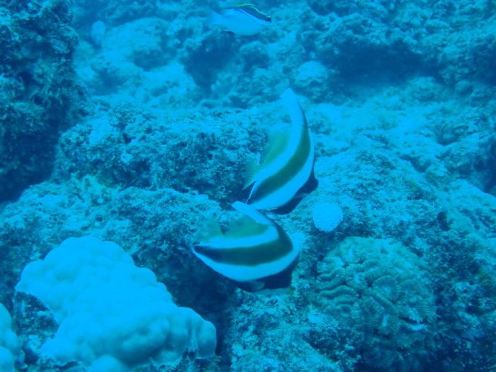 Heniochus monoceros