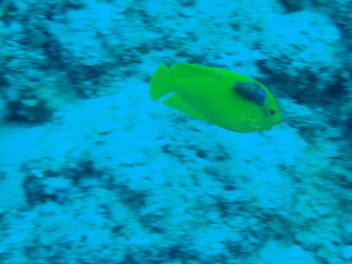 Centropyge flavissima