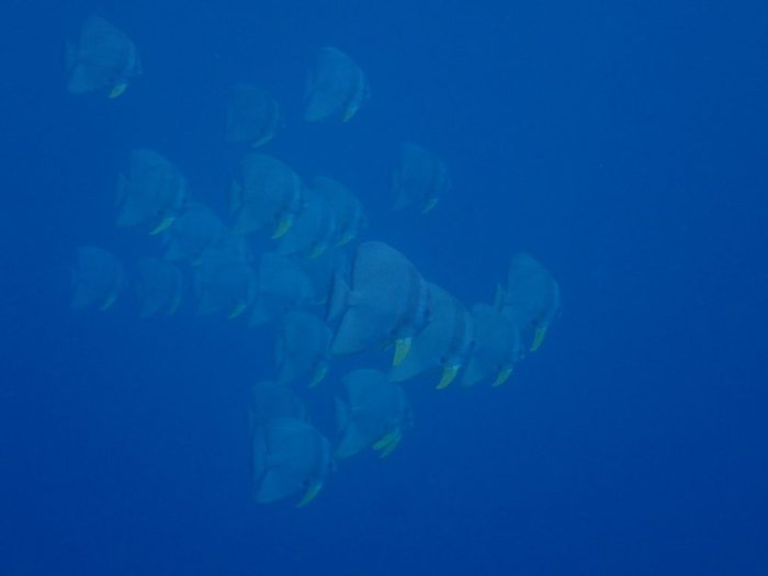 Platax teira