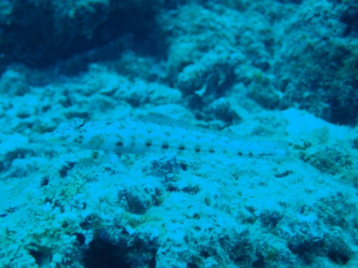 Parapercis hexophtalma