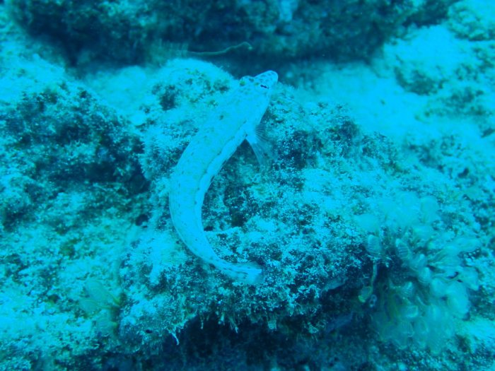 Parapercis hexophtalma