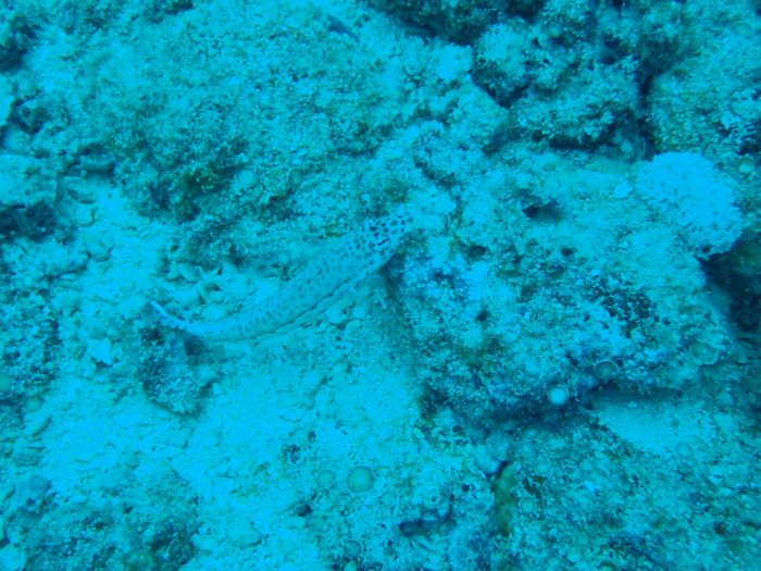Parapercis hexophtalma