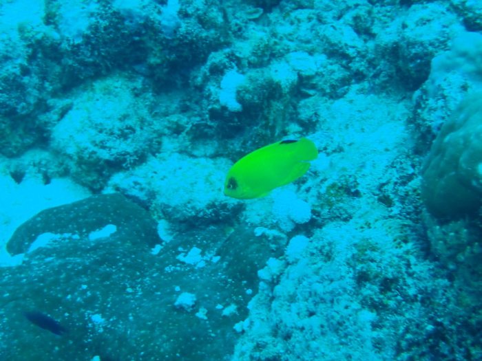Centropyge flavissima