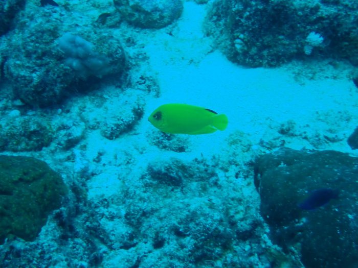 Centropyge flavissima