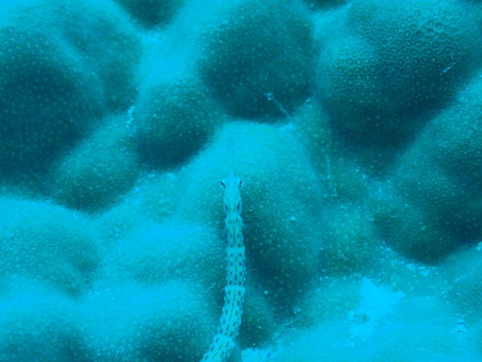 Corythoichthys haematopterus