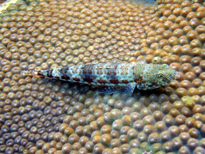 Saurida gracilis