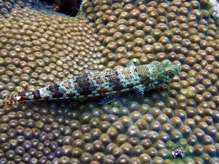 Saurida gracilis