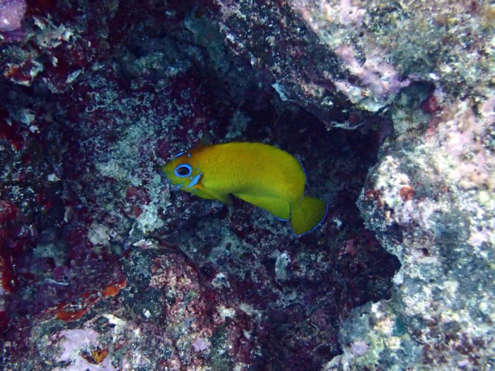 Centropyge flavissima