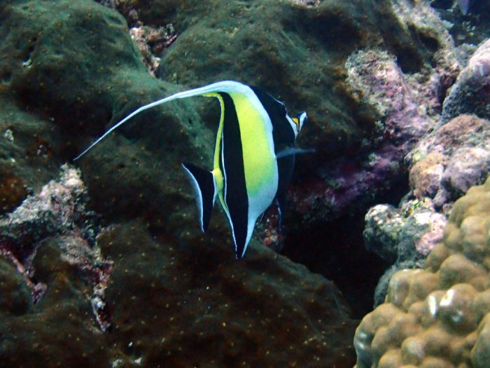 Zanclus cornutus