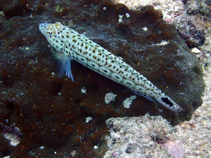 Parapercis hexophtalma