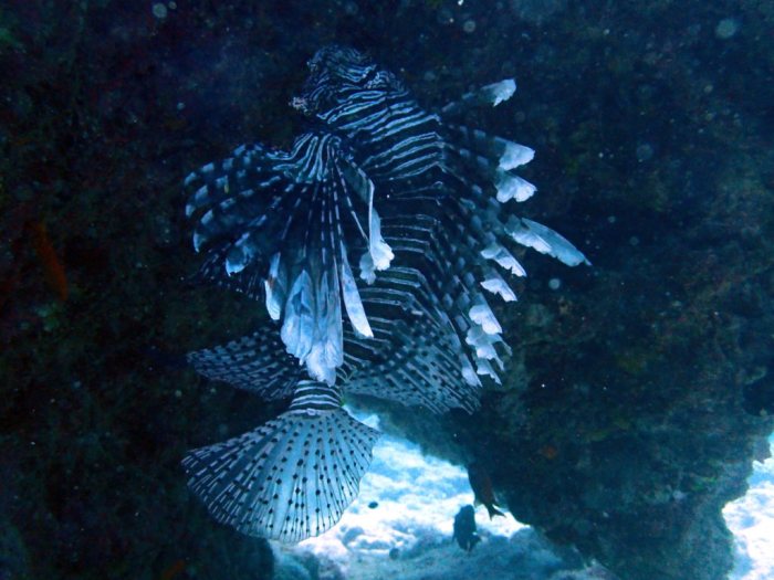 Poisson-scorpion