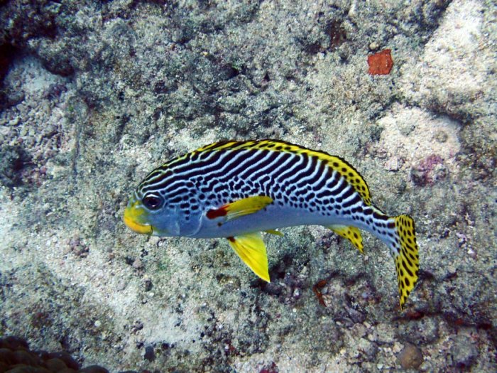 Plectorhinchus lineatus