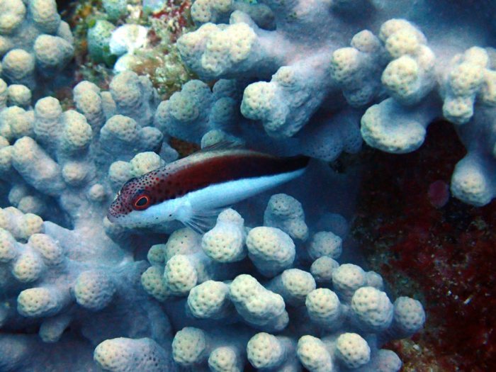 Paracirrhites forsteri