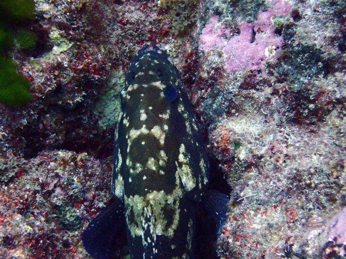 Epinephelus polyphekadion