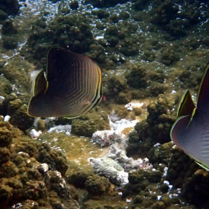 Chaetodon baronessa