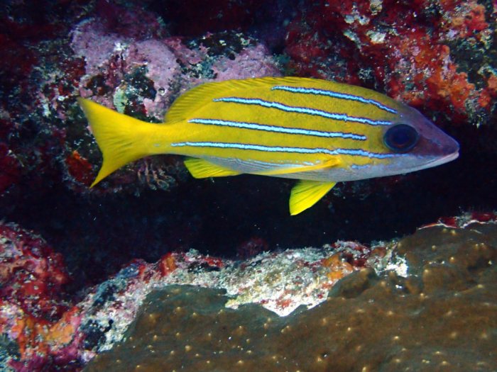 Lutjanus kasmira