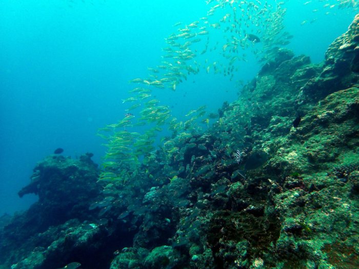 Lutjanus lutjanus