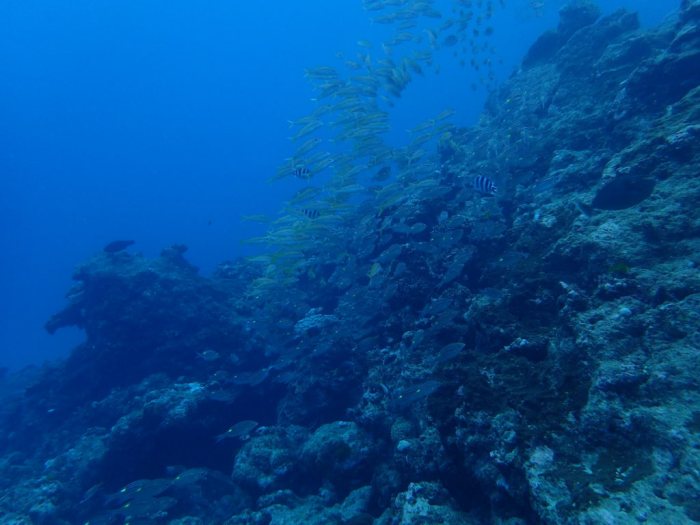 Lutjanus lutjanus
