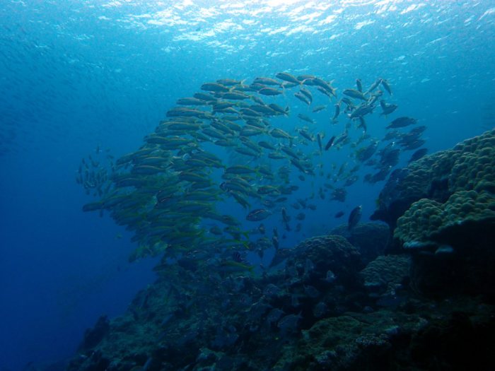 Lutjanus lutjanus