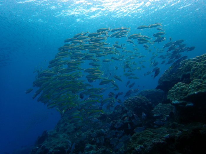 Lutjanus lutjanus