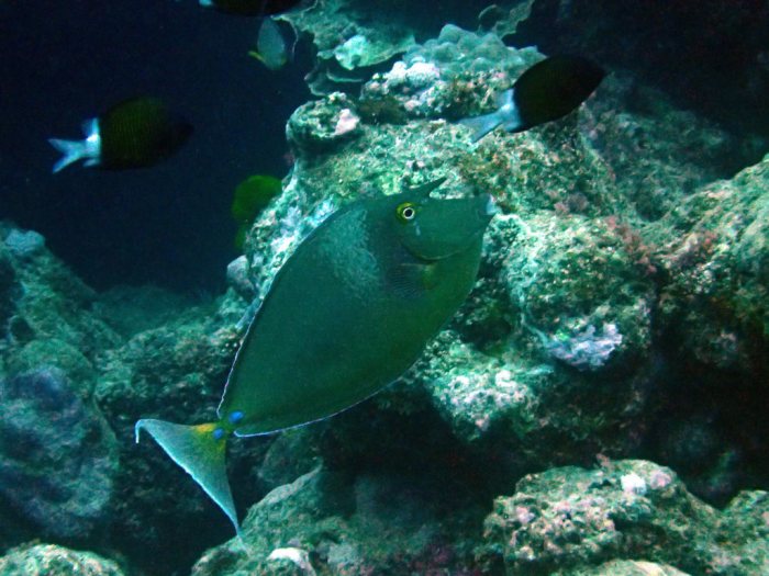 Naso unicornis