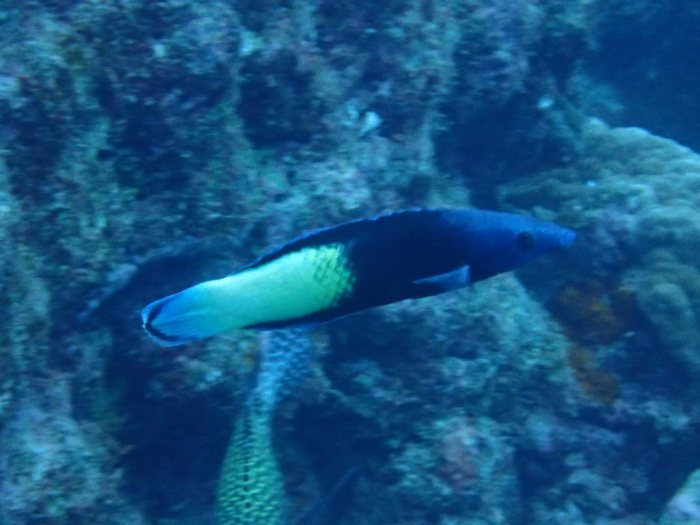 Labroides bicolor