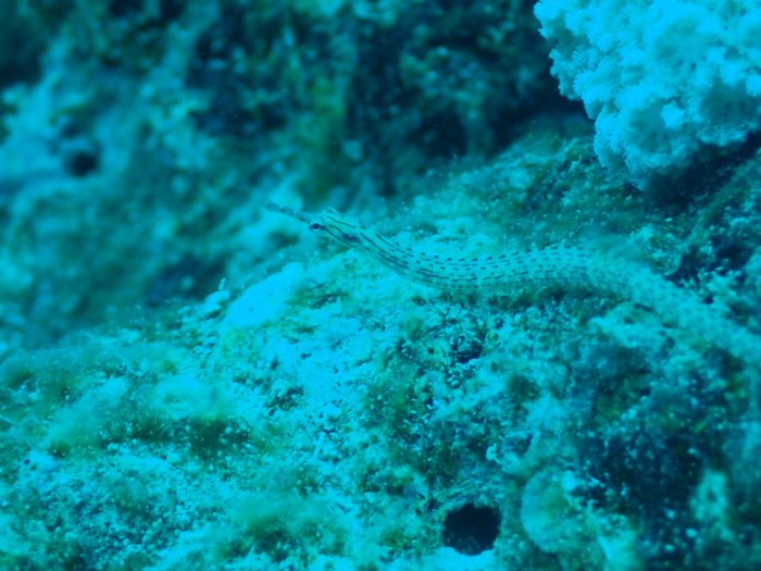 Corythoichthys haematopterus