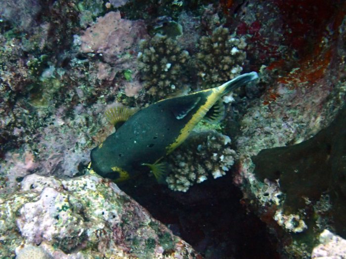 Arothron nigropunctatus