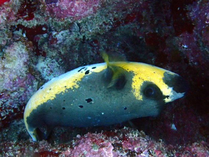 Arothron nigropunctatus