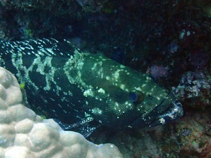 Epinephelus polyphekadion