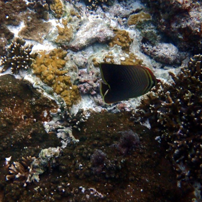 Chaetodon baronessa