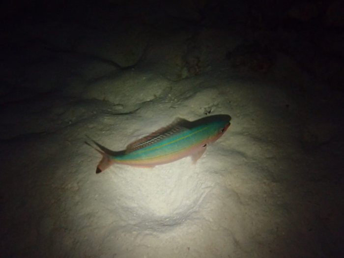 Pterocaesio digramma