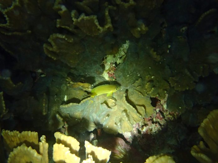 Pomacentrus moluccensis