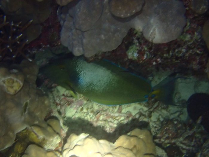 Naso unicornis