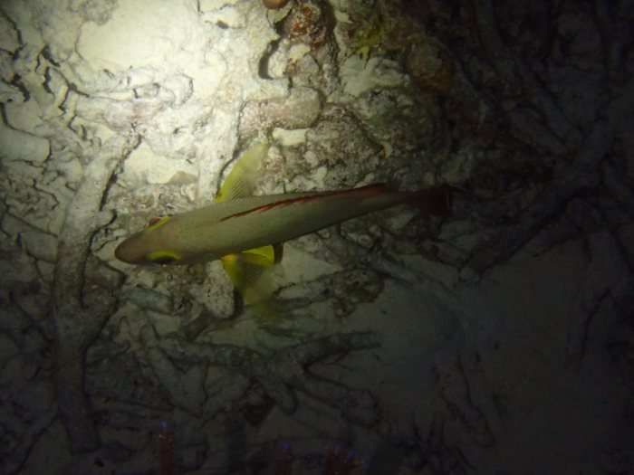 Lutjanus fulvus