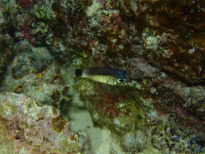 Poisson-cardinal