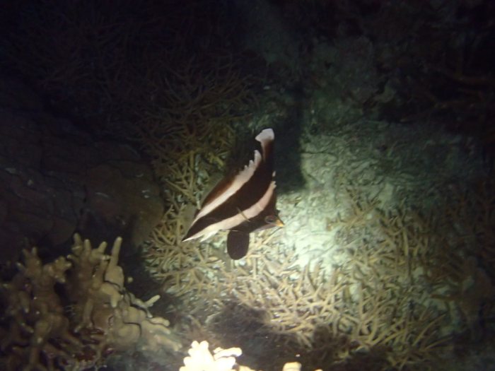 Heniochus chrysostomus