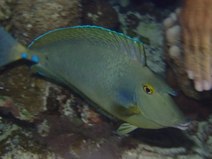 Naso unicornis