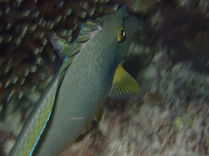 Naso unicornis