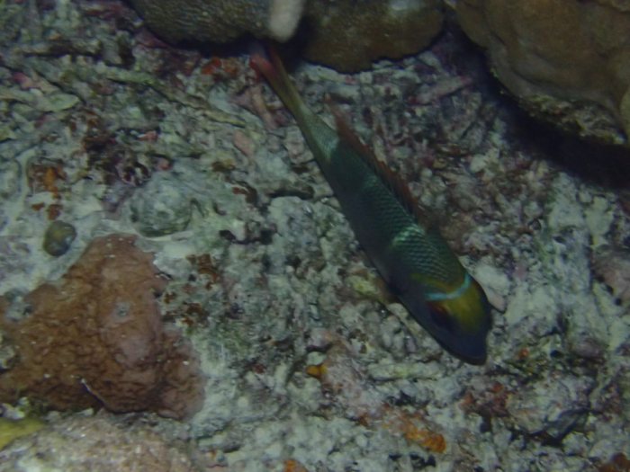 Monotaxis Heterodon