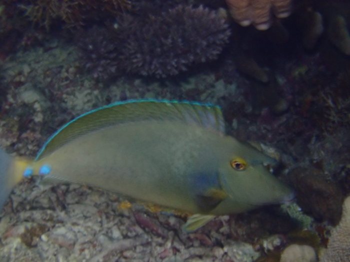 Naso unicornis