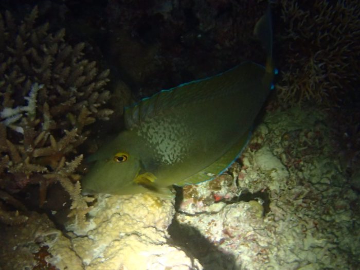 Naso unicornis