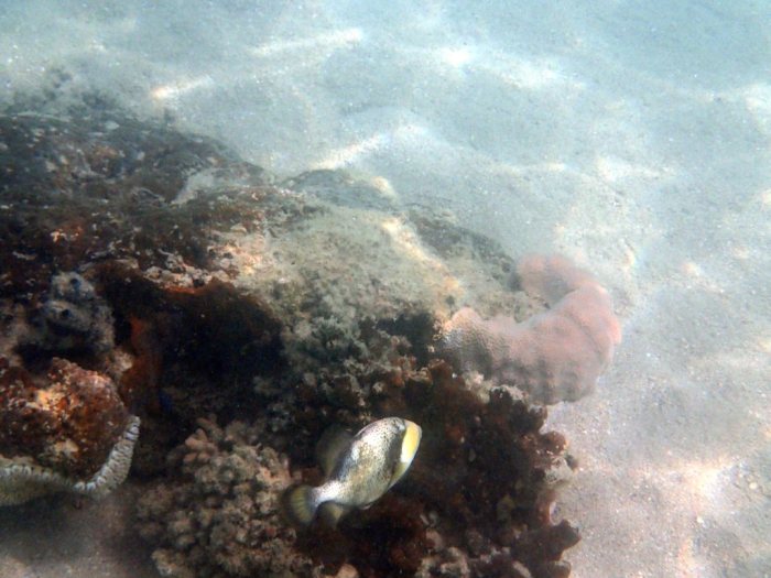 Balistoides viridescens