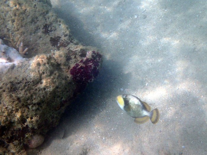 Balistoides viridescens