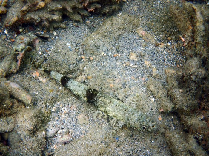 Saurida gracilis